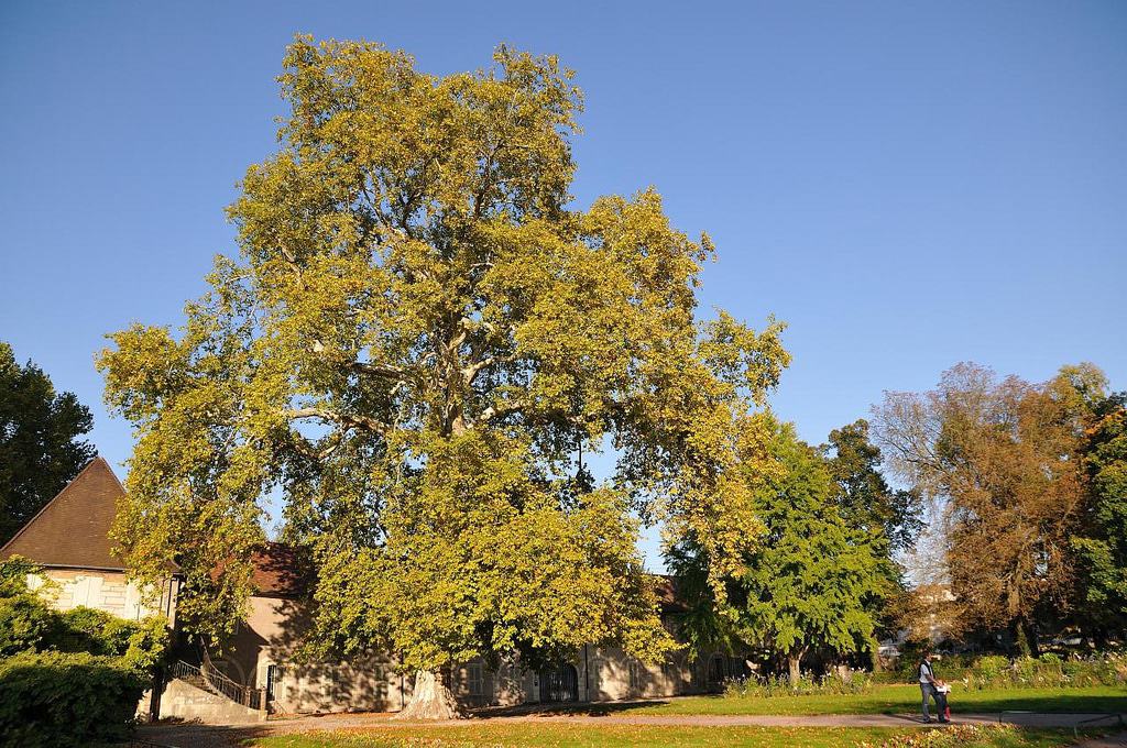 Jardin Botanique de l'Arquebuse