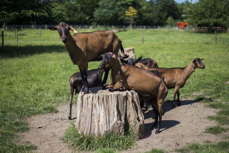 La Ferme de Paris