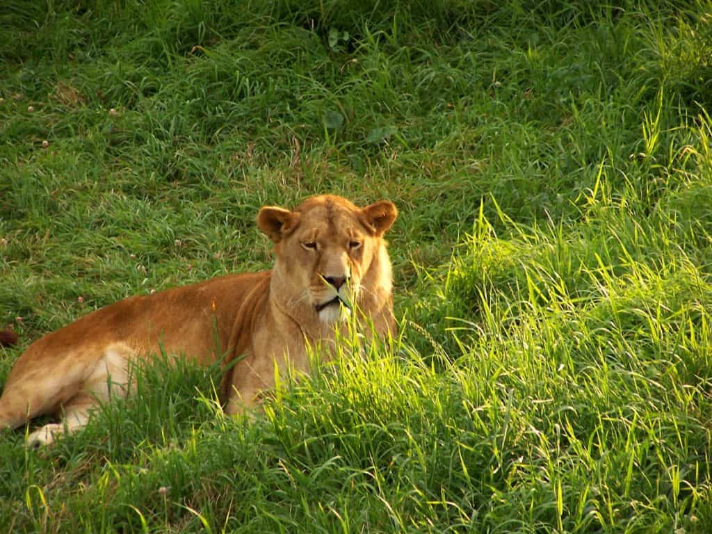 Magnetic Hill Zoo