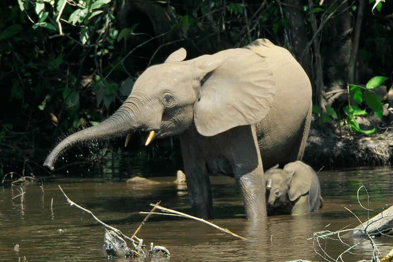 Okomu National Park
