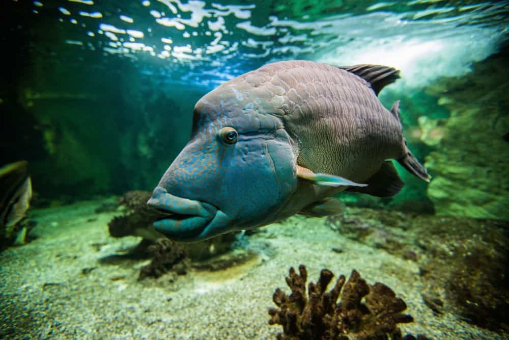 Vannes Aquarium