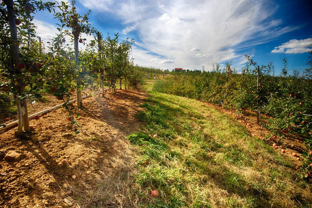 Apple Orchard, Blue Ridge, Georgia