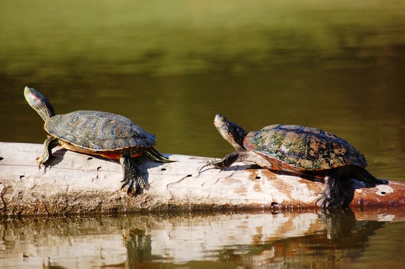Bluebonnet Swamp Nature Center
