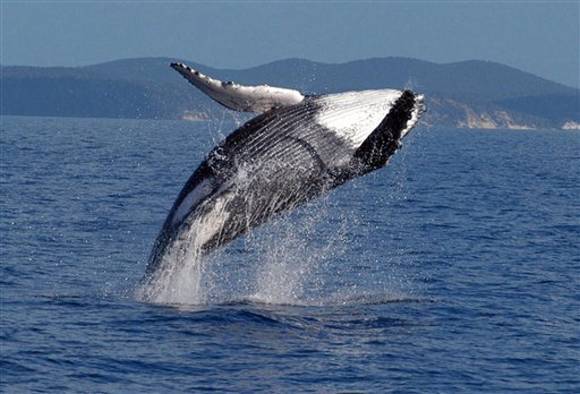 Channel Islands Whale Watching