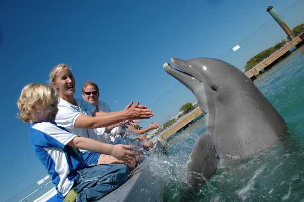 Dolphin Watch Boat Tours