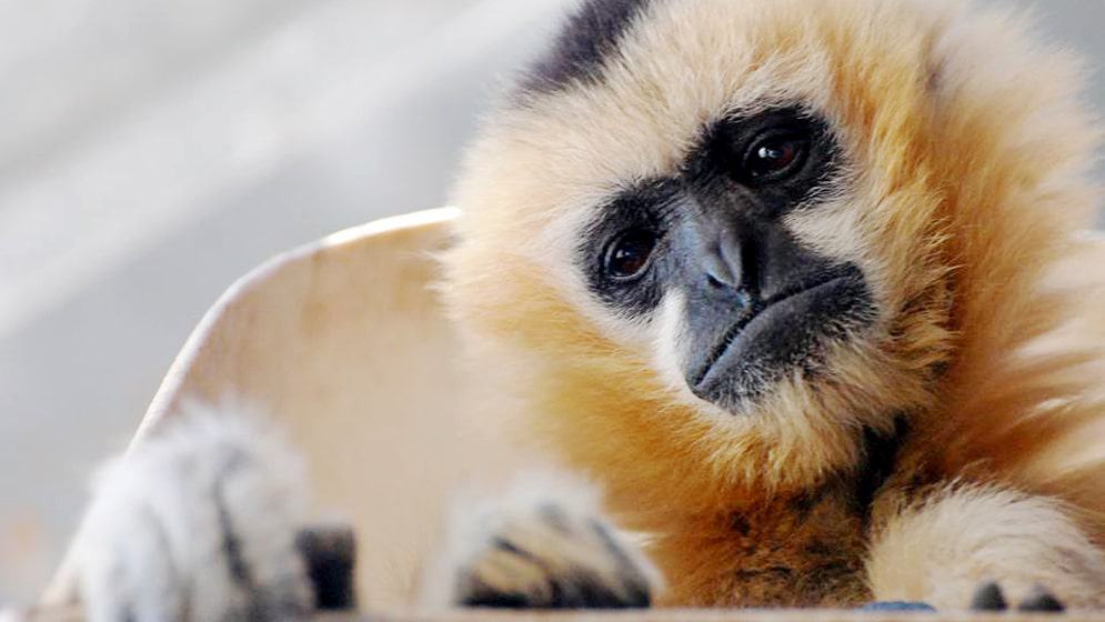 Gibbon Conservation Center