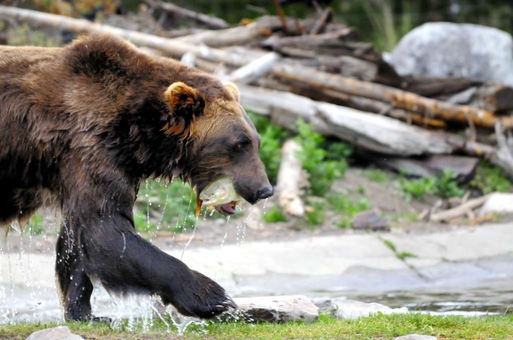 Grizzly and Wolf Discovery Centre