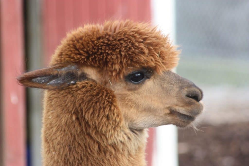 Peninsula SPCA and Petting Zoo