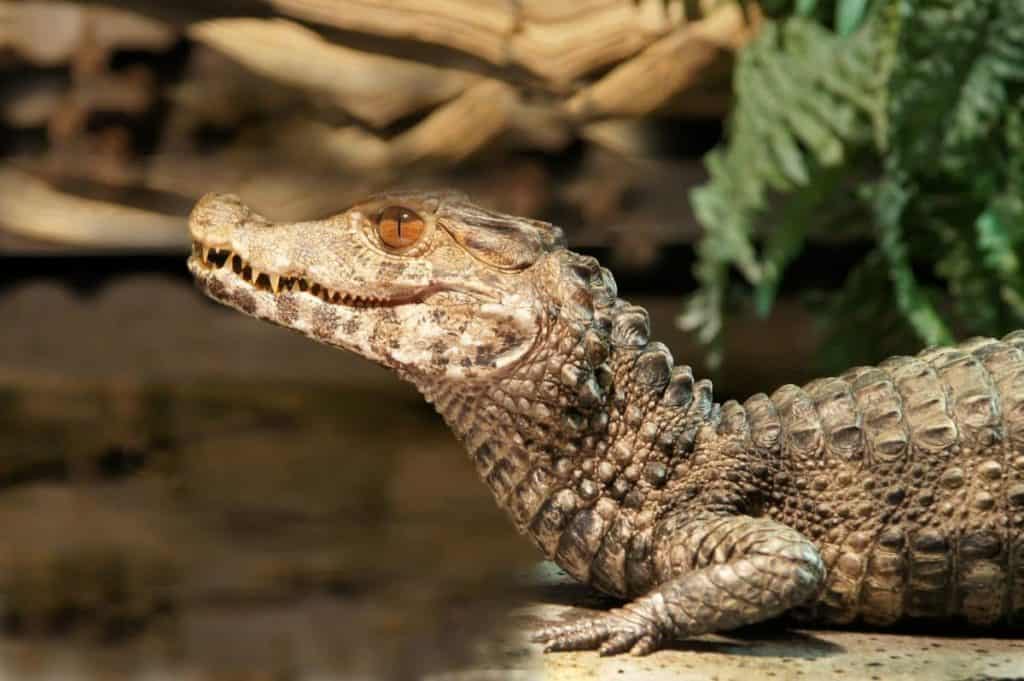 Reptile House De Aarde