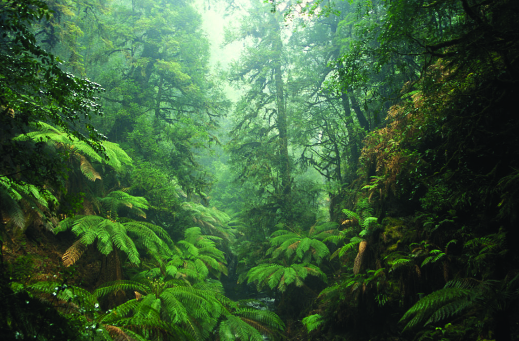 Tarkine Wilderness Area