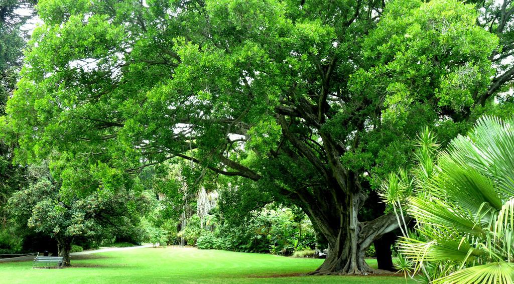 Adelaide Botanic Garden