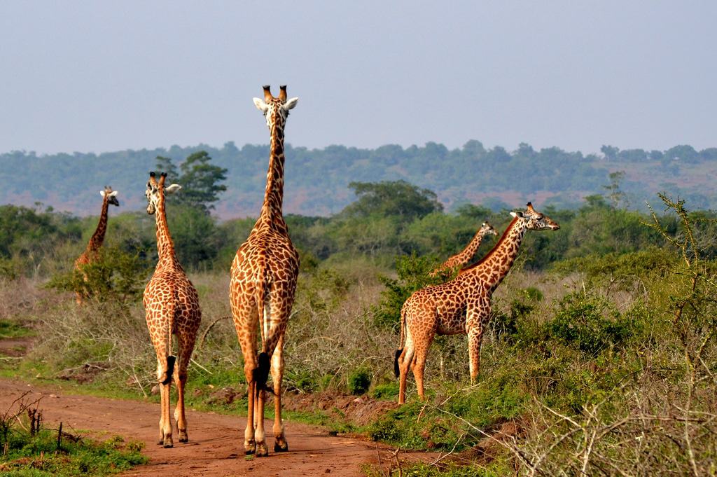 Akagera National Park