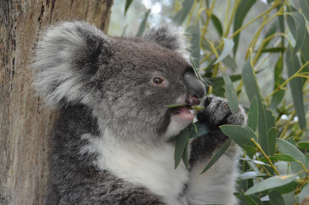 Cleland Conservation Park