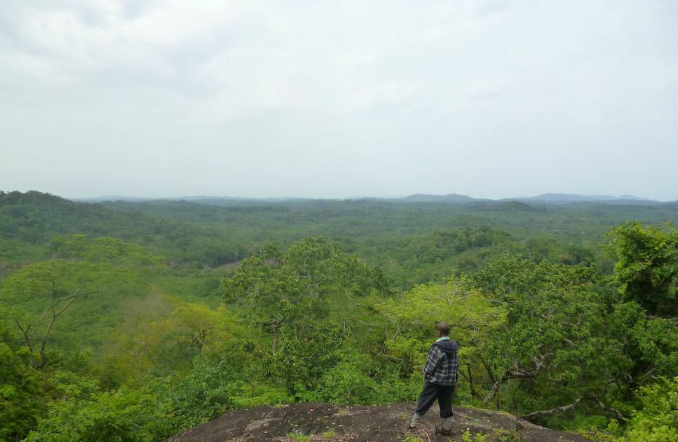 Gola National Forest