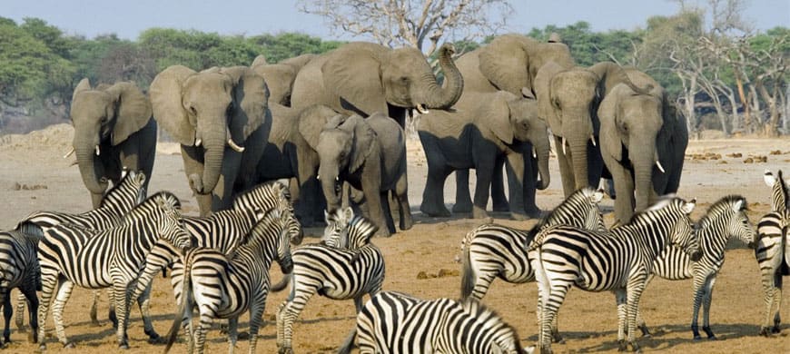 Gorongosa National Park