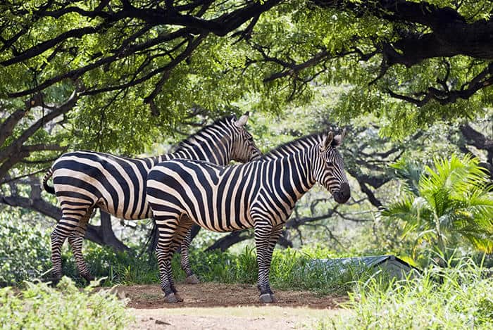 Kasungu National Park