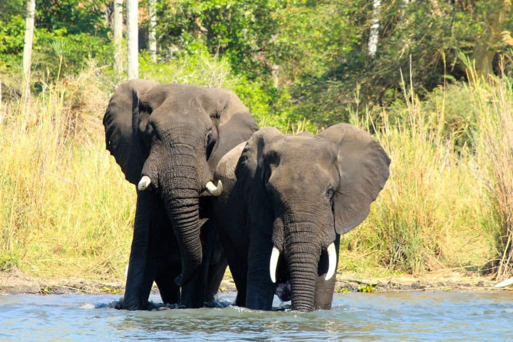 Liwonde National Park