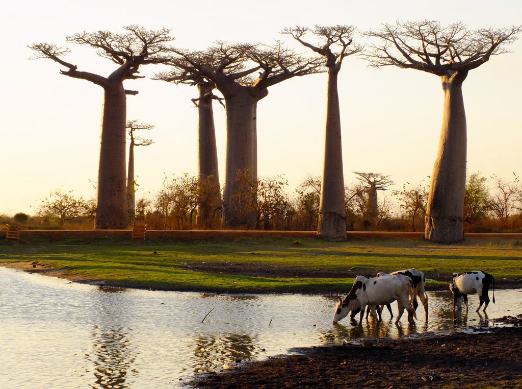 Morondava