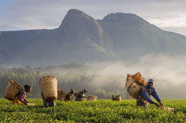 Mulanje Mountain Forest Reserve
