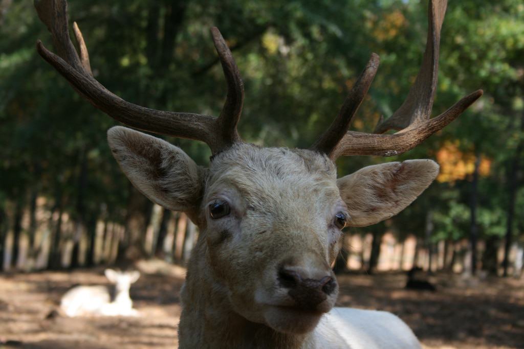 Pine Mountain Wild Animal Safari