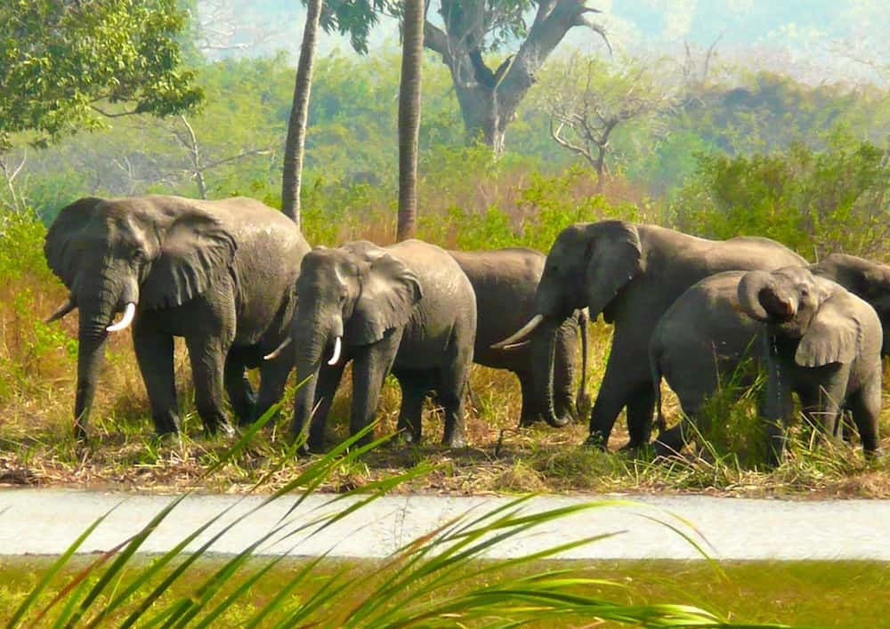 Quirimbas National Park