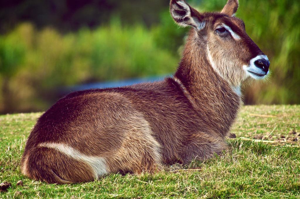 Werribee Open Range Zoo