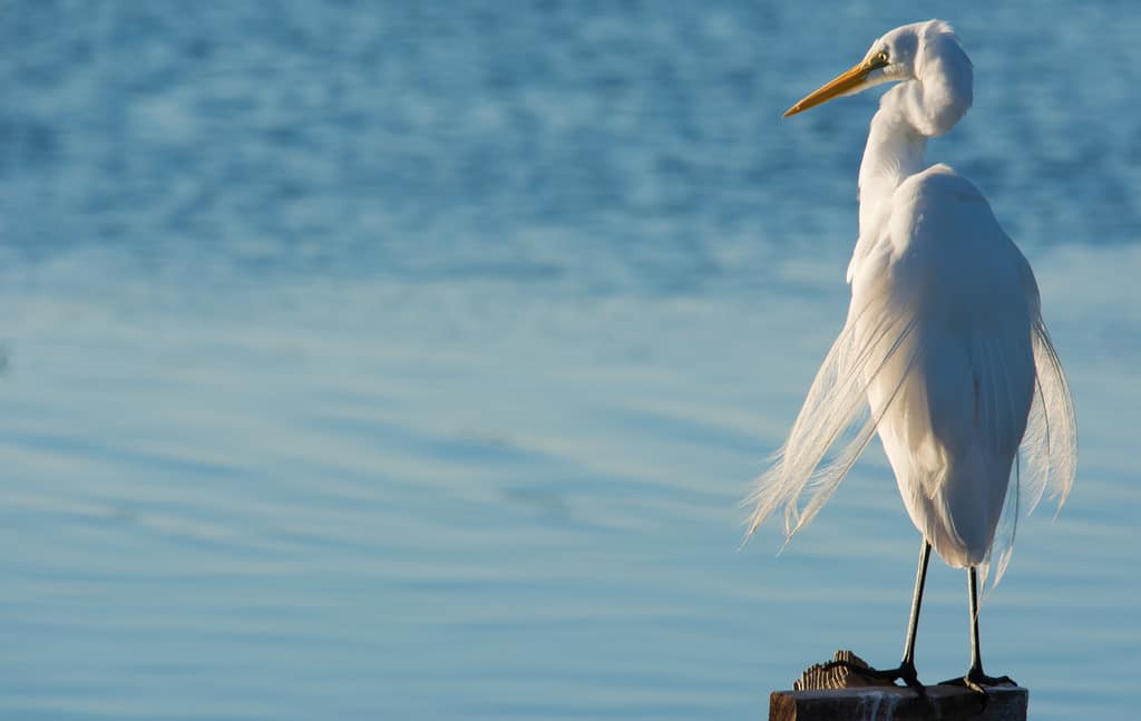 Bolsa Chica Ecological Reserve