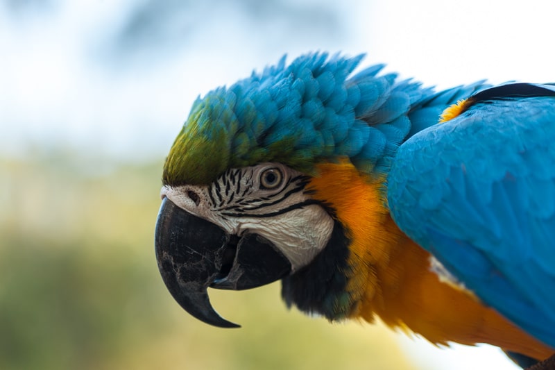 Currumbin Wildlife Sanctuary