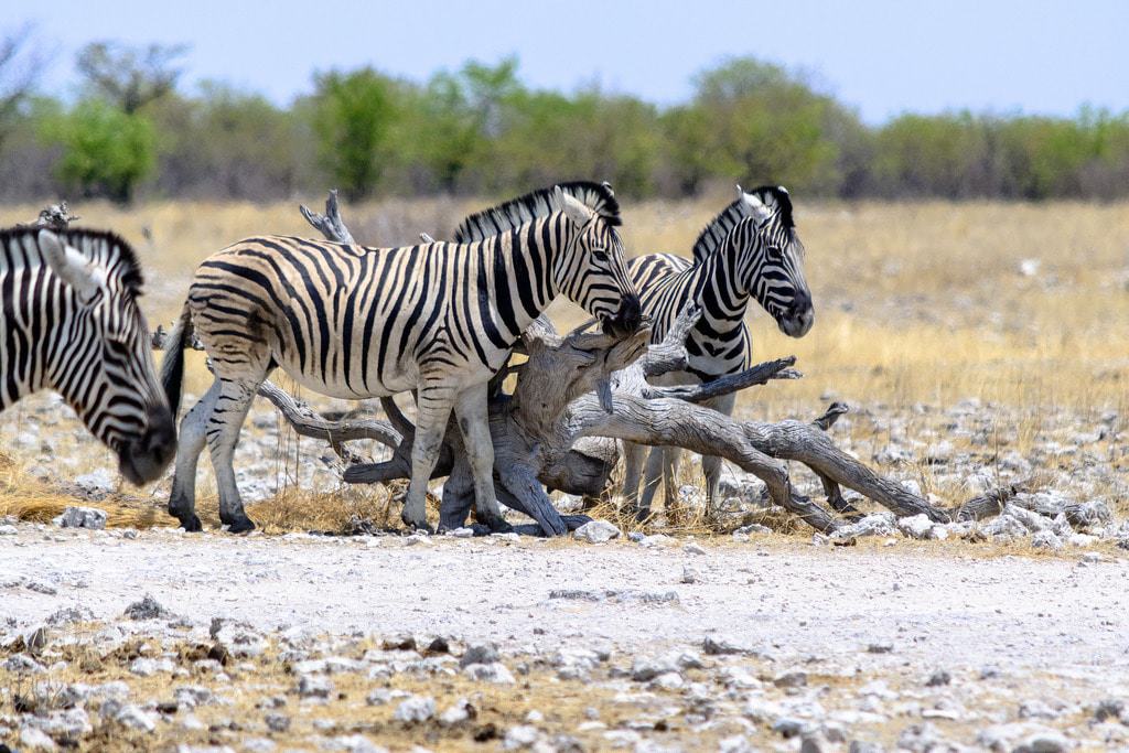 Etosha National Park