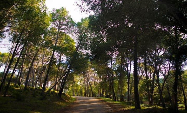 Foret de Msila