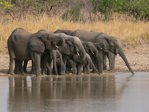 Fosse aux Lions National Park