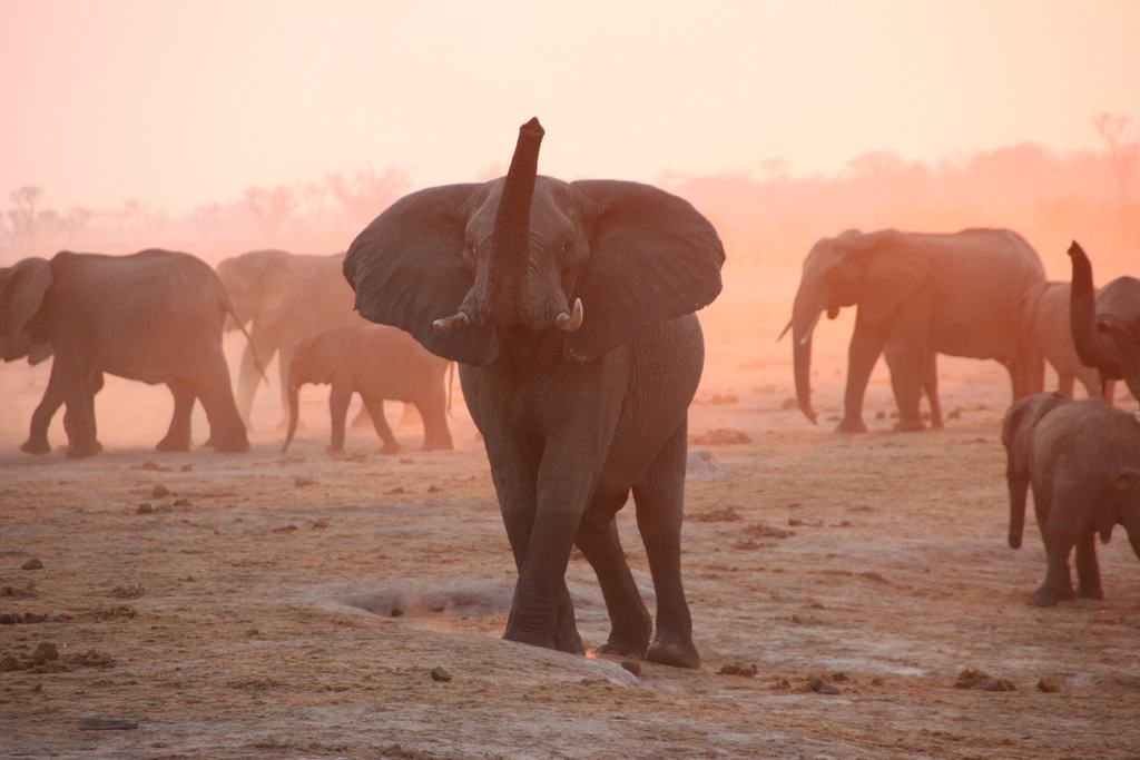 Hwange National Park