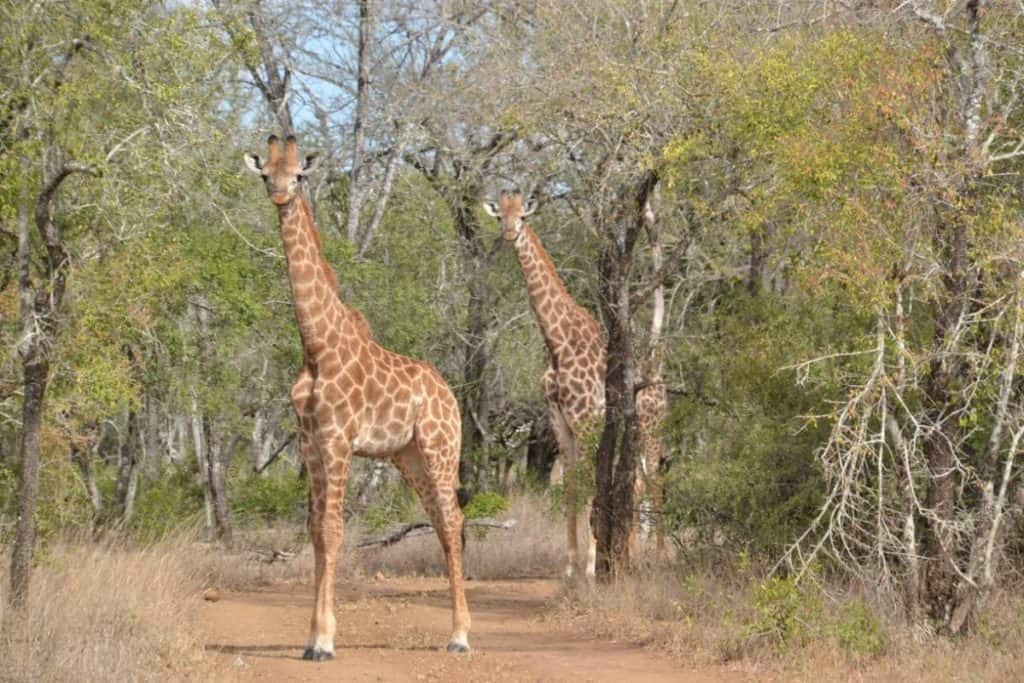Mbuluzi Game Reserve