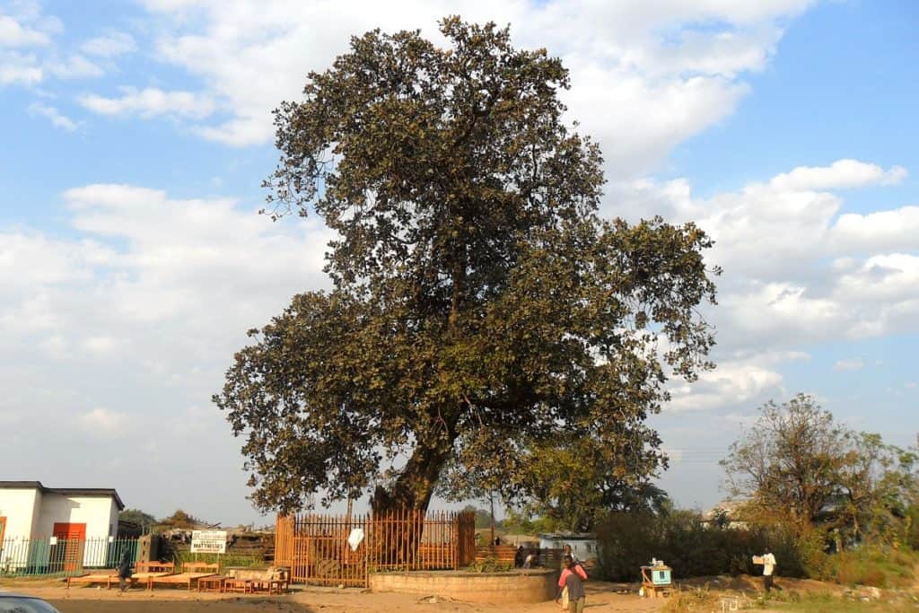 Mukuyu Slave Tree