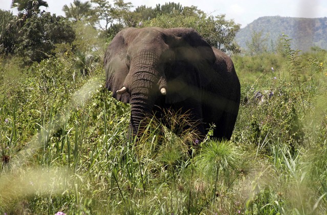 Nimule National Park