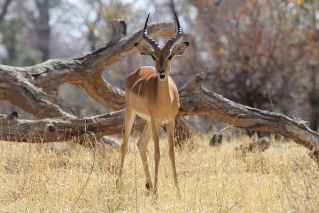 Sioma Ngwezi National park