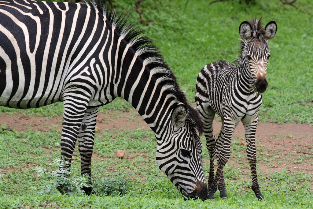 South Luangwa National Park