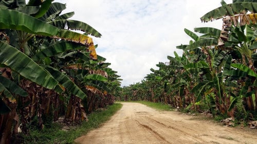 Andulau Forest Reserve
