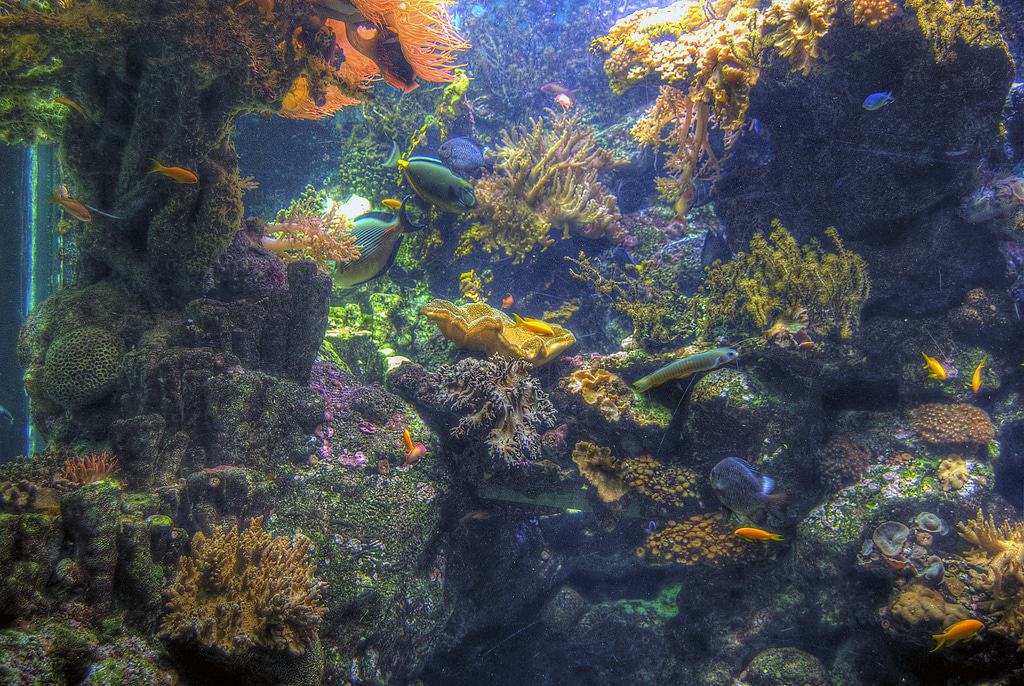 Genoa Aquarium