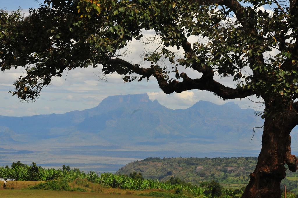 Mbale