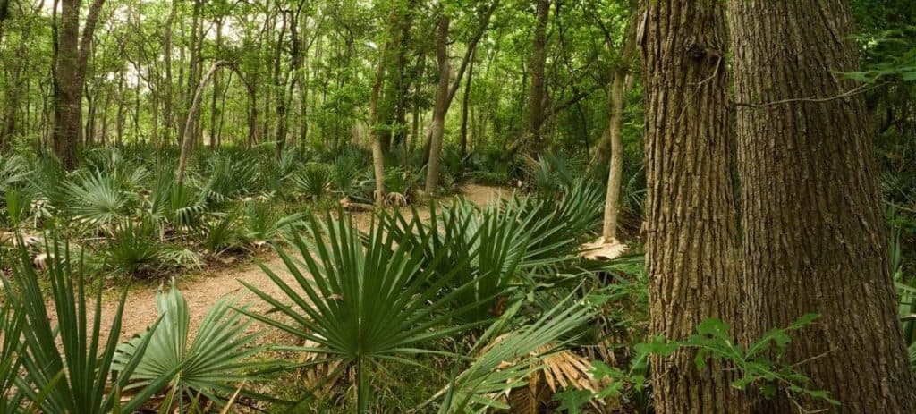 Palmetto State Park