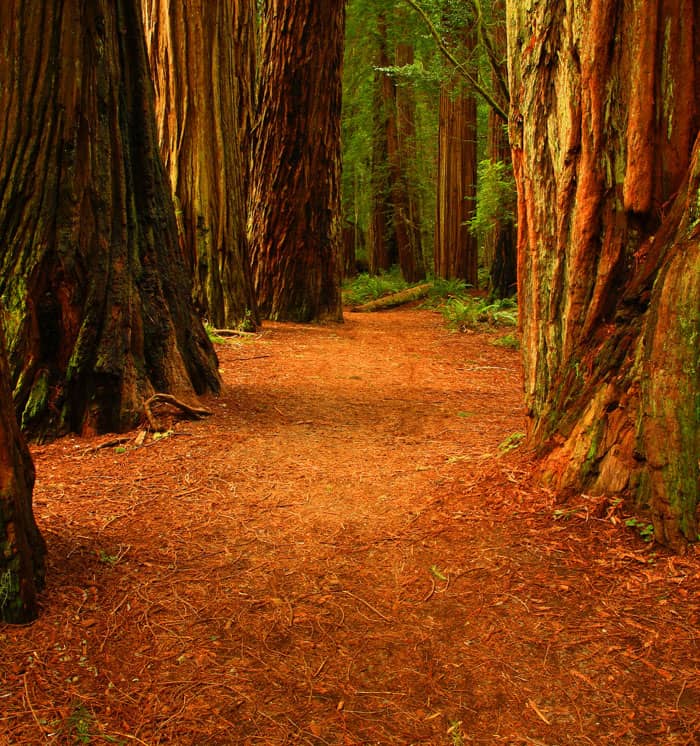 Redwood National Park
