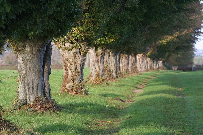 Avesnois Regional Natural Park