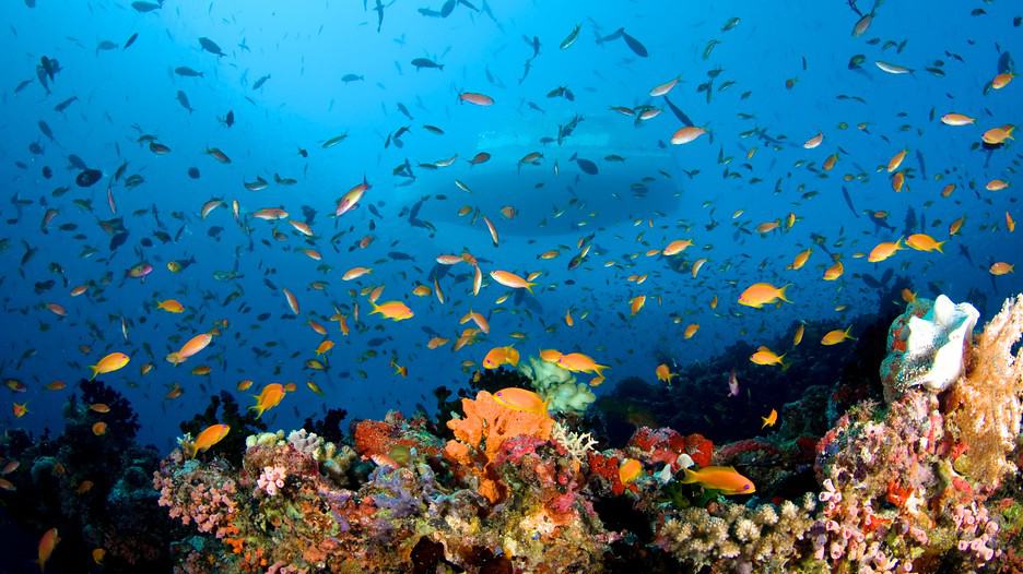 Banana Reef