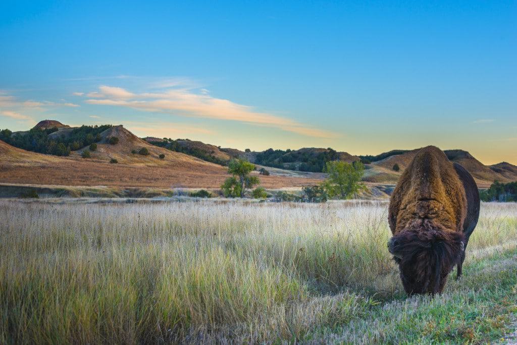 Buffalo in Custer State Park
