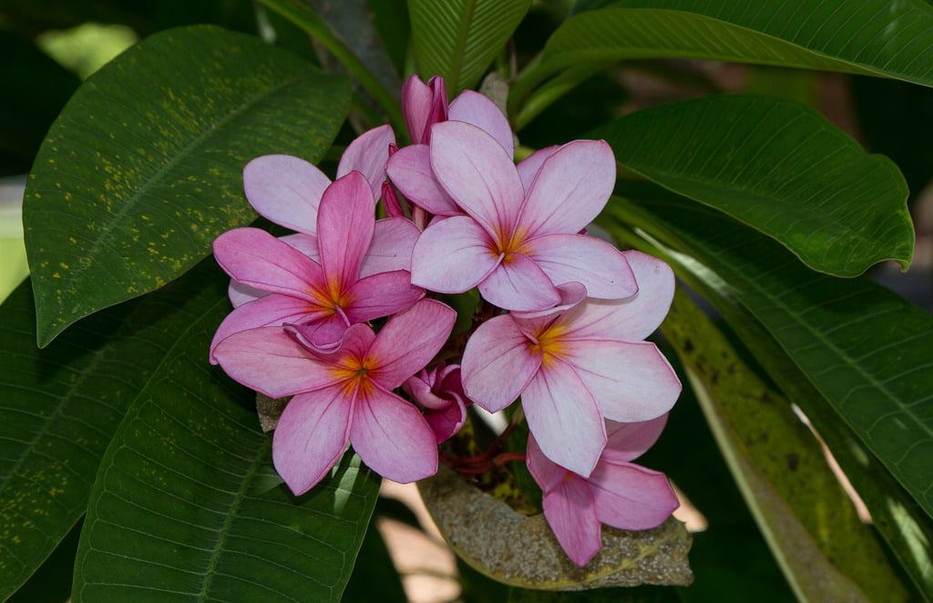 Darwin Botanic Gardens
