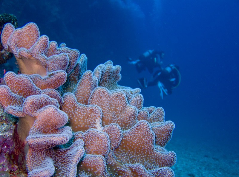 Diving