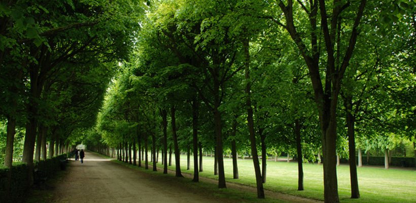 Forest of Compiegne
