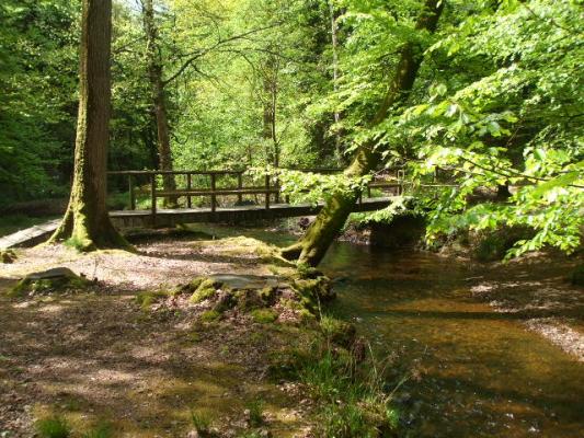 Forêt d'Écouves