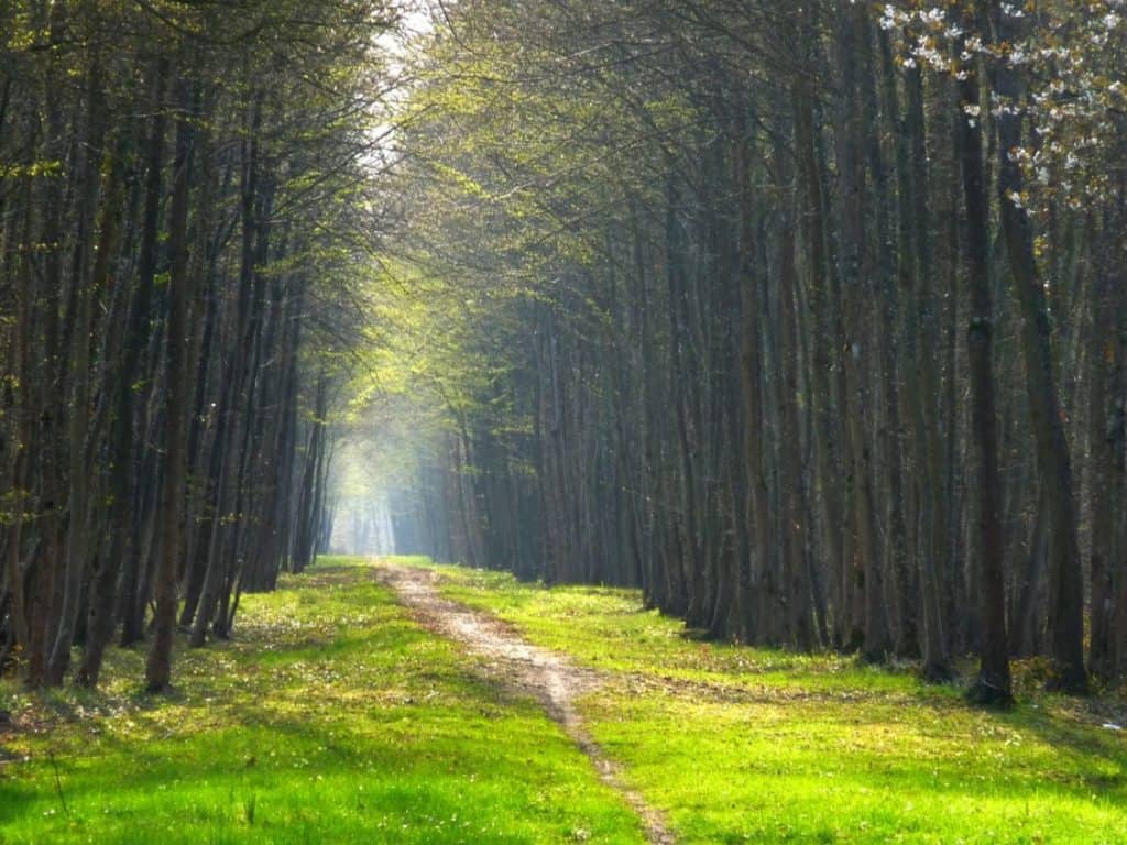 Forêt de Dreux